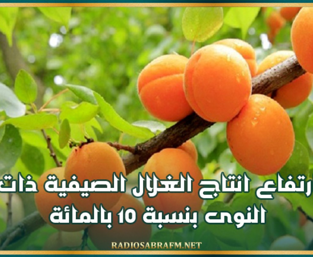 وزارة الفلاحة: ارتفاع انتاج الغلال الصيفية ذات النوى بنسبة 10 بالمائة