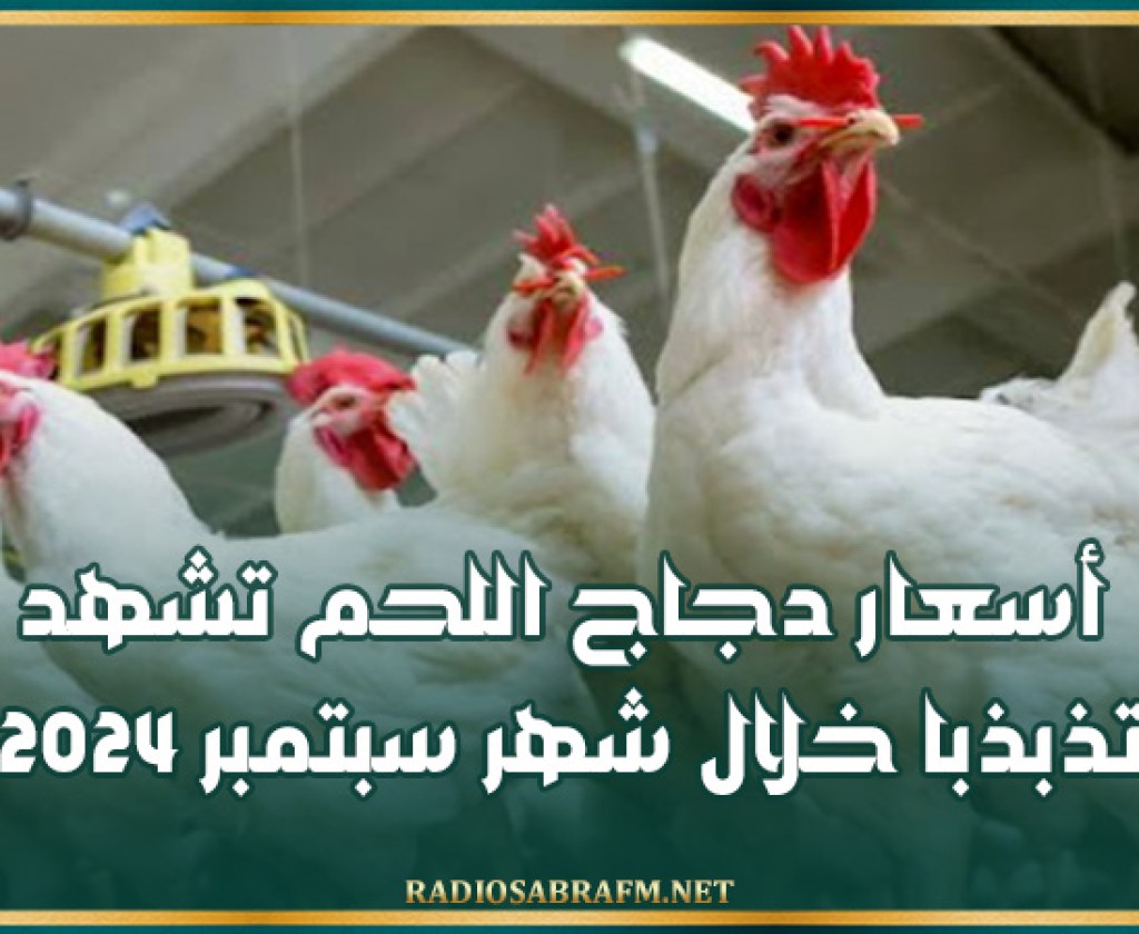 أسعار دجاج اللحم تشهد تذبذبا خلال شهر سبتمبر 2024