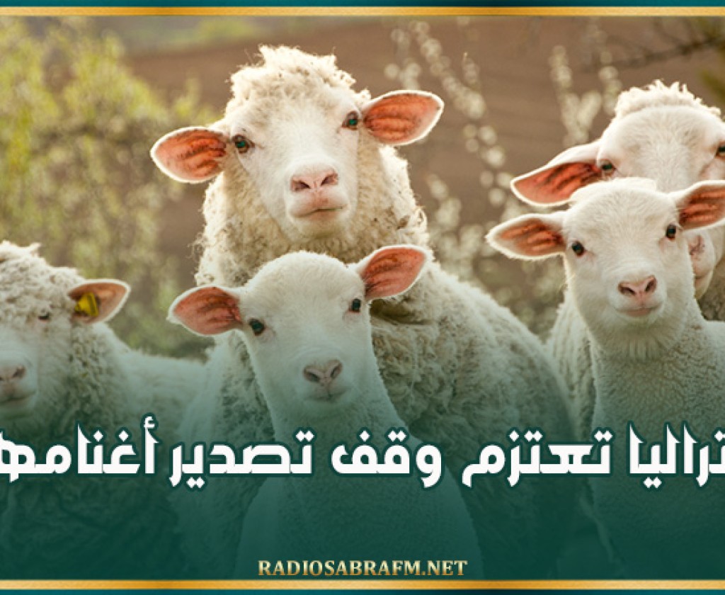 أستراليا تعتزم وقف تصدير أغنامها