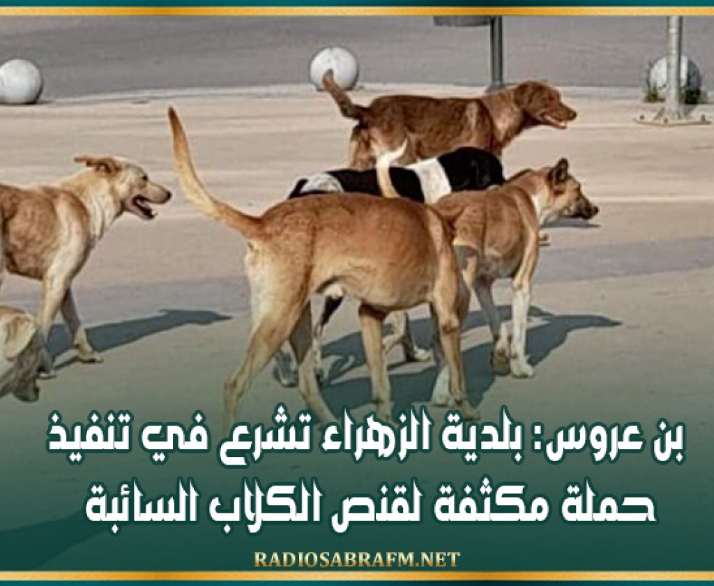 بن عروس: بلدية الزهراء تشرع في تنفيذ حملة مكثفة لقنص الكلاب السائبة
