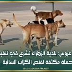 بن عروس: بلدية الزهراء تشرع في تنفيذ حملة مكثفة لقنص الكلاب السائبة