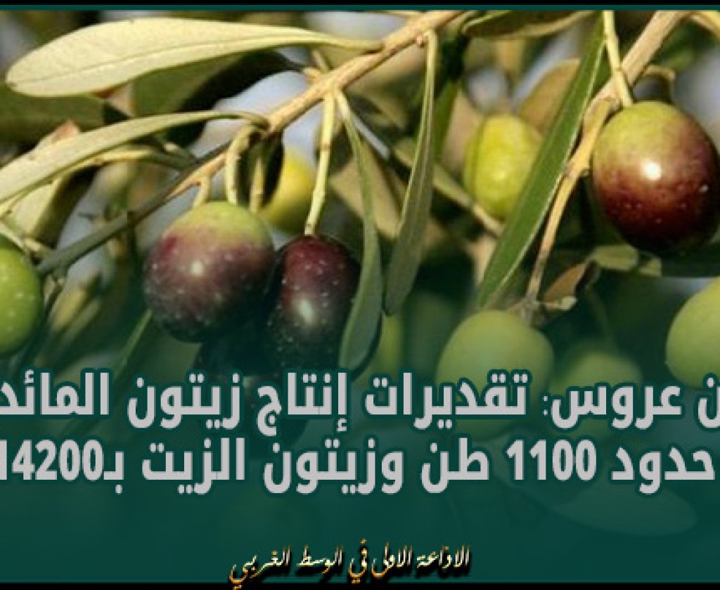 بن عروس: تقديرات إنتاج زيتون المائدة في حدود 1100 طن وزيتون الزيت بـ14200 طن