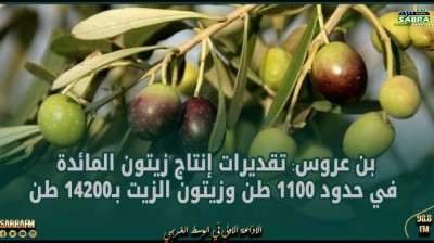 بن عروس: تقديرات إنتاج زيتون المائدة في حدود 1100 طن وزيتون الزيت بـ14200 طن