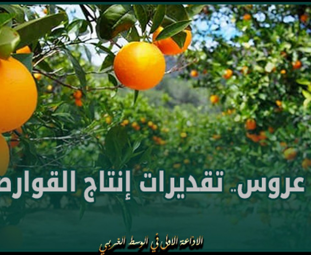 بن عروس: تقديرات إنتاج القوارص للموسم الحالي في حدود 23700 طن