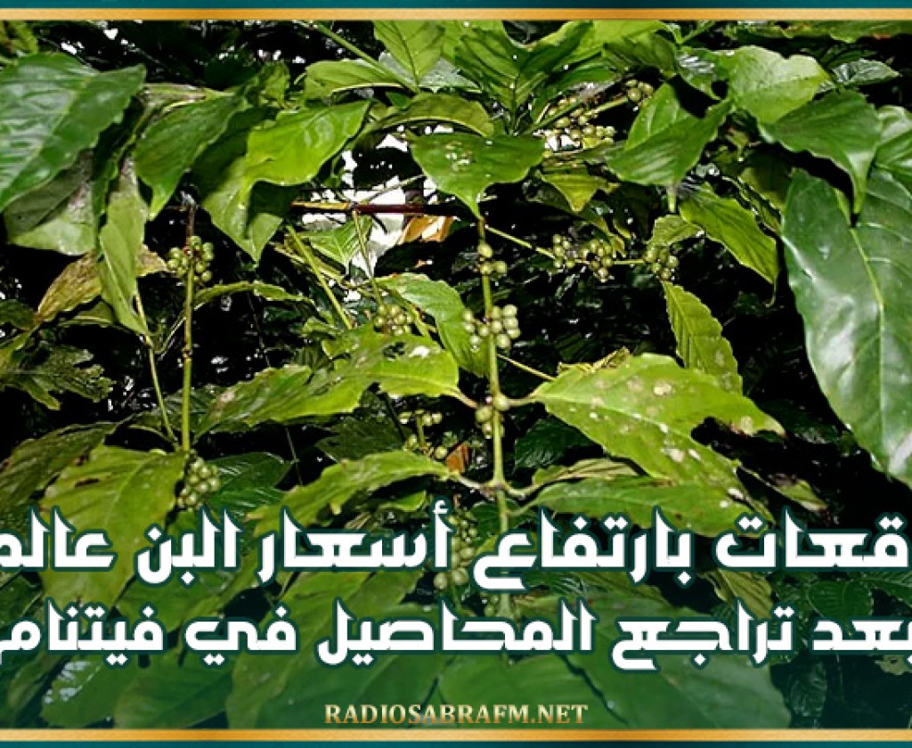 توقعات بارتفاع أسعار البن عالميا 25% بعد تراجع المحاصيل في فيتنام
