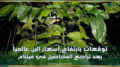 توقعات بارتفاع أسعار البن عالميا 25% بعد تراجع المحاصيل في فيتنام