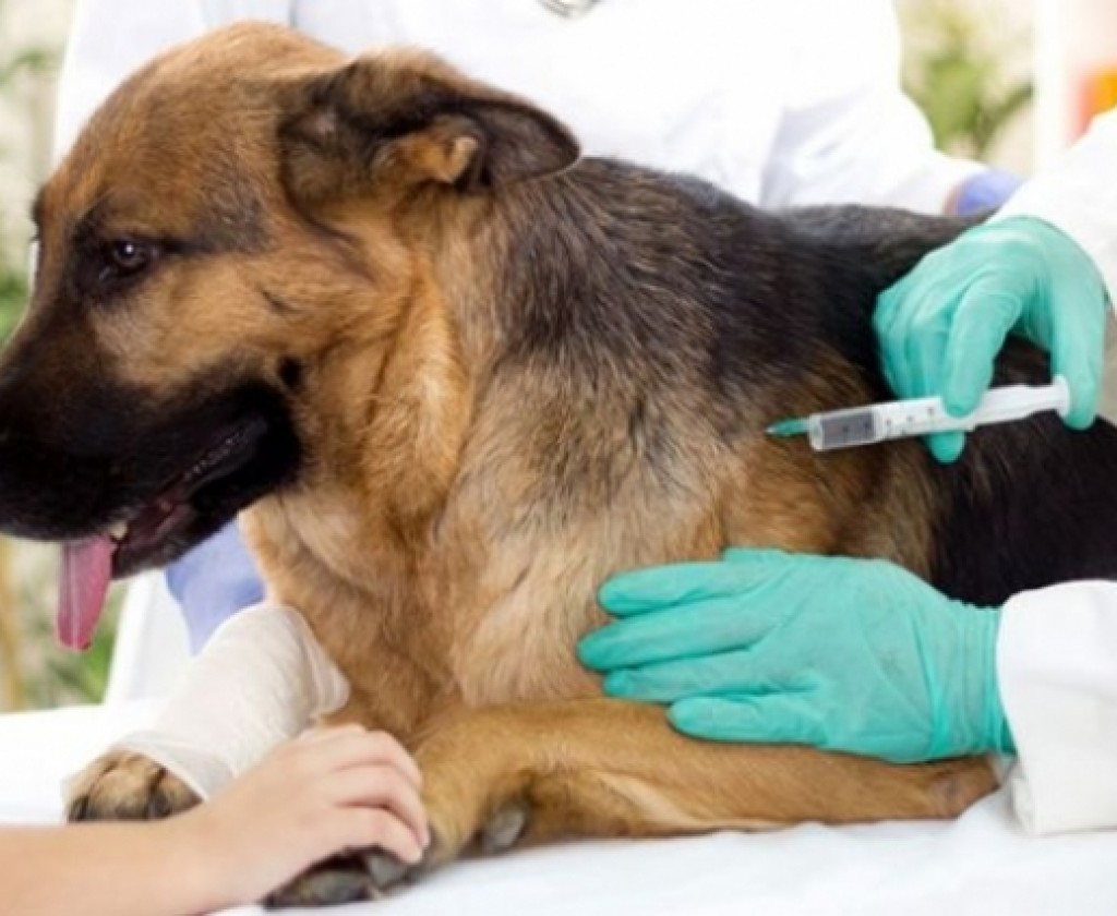 المسؤولة عن مخبر داء الكلب بمعهد باستور: ظهور بؤر لتفشي داء الكلب عند الحيوان في تونس والتلقيح هو الحل الأنجع للحد من انتشاره