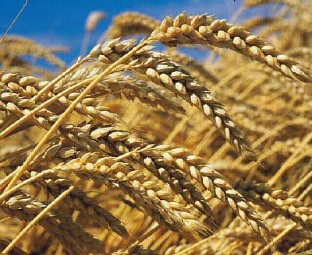 المساحات المبذورة للحبوب بلغت 940 ألف هكتار إلى غاية 25 جانفي 2024