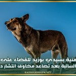 حملة أمنية بسيدي بوزيد للقضاء على ظاهرة الكلاب السائبة بعد تصاعد مخاوف انتشار داء الكلب