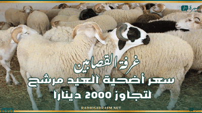 غرفة القصابين: سعر أضحية العيد مرشح لتجاوز 2000 دينارا