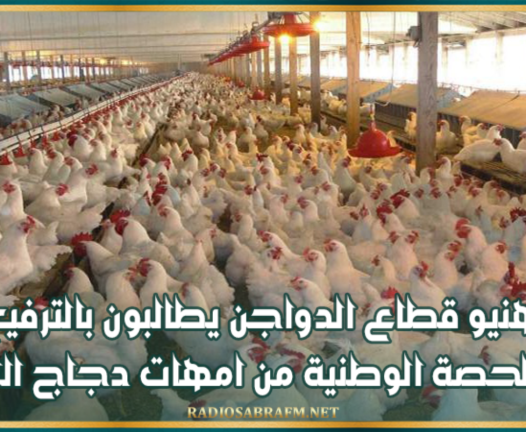 مهنيو قطاع الدواجن يطالبون بالترفيع في الحصة الوطنية من امهات دجاج اللحم