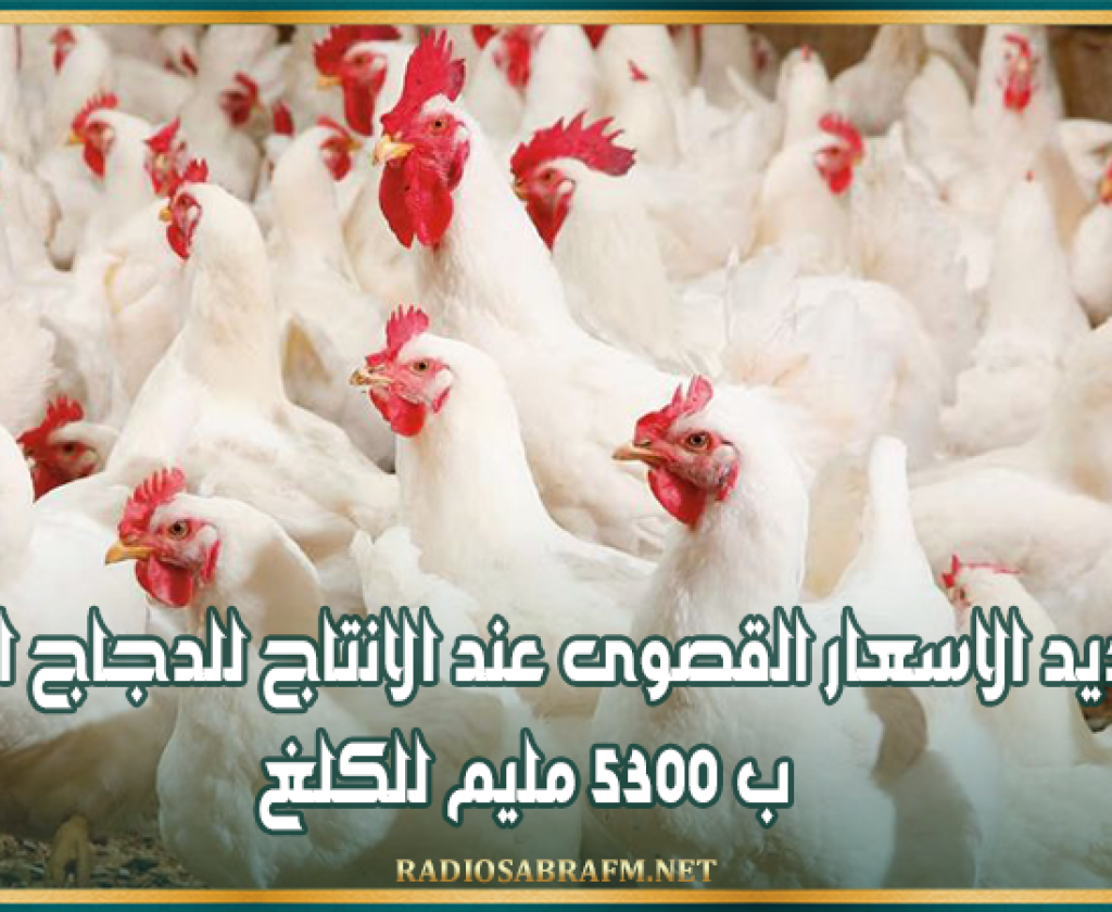 بداية من الغد: تحديد الاسعار القصوى عند الانتاج للدجاج الحي ب 5300 مليم للكلغ