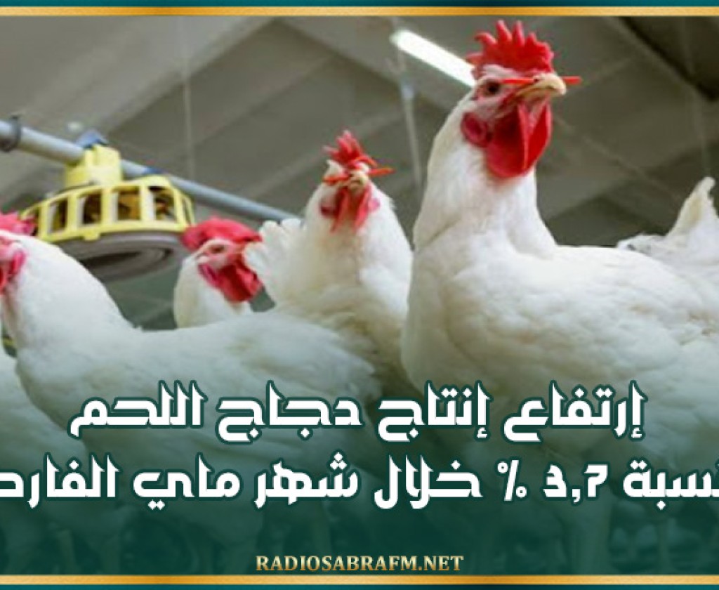 إرتفاع إنتاج دجاج اللحم بنسبة 3,7 % خلال شهر ماي الفارط