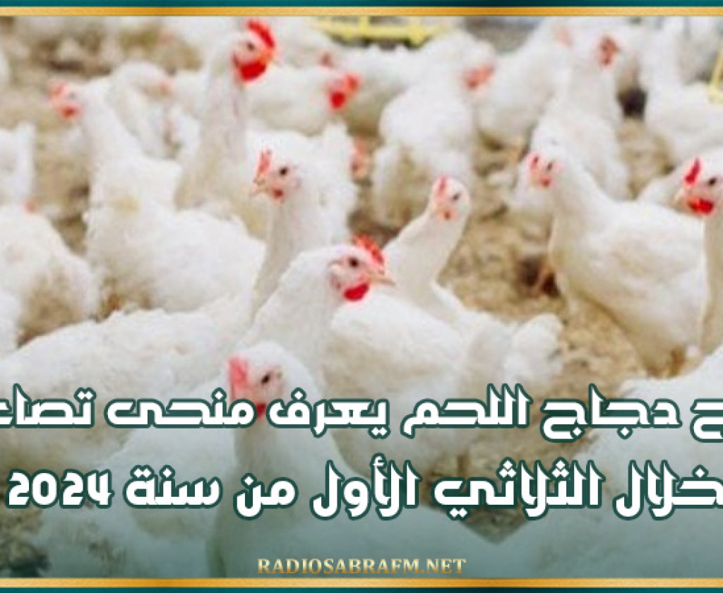 انتاج دجاج اللحم يعرف منحى تصاعديا خلال الثلاثي الأول من سنة 2024