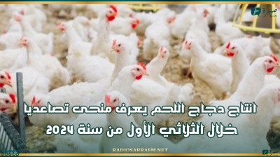 انتاج دجاج اللحم يعرف منحى تصاعديا خلال الثلاثي الأول من سنة 2024