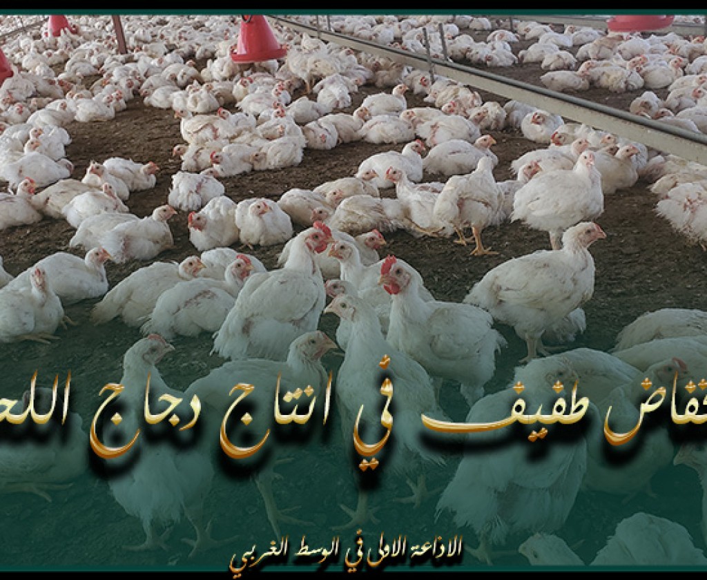 مرصد الفلاحة: إنخفاض طفيف في انتاج دجاج اللحم في جانفي 2024