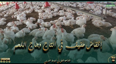 مرصد الفلاحة: إنخفاض طفيف في انتاج دجاج اللحم في جانفي 2024