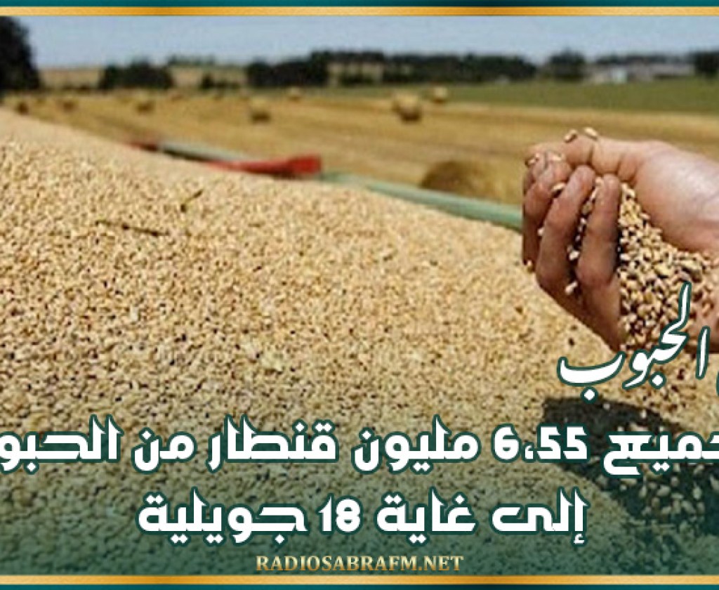 ديوان الحبوب: تجميع 6،55 مليون قنطار من الحبوب إلى غاية 18 جويلية
