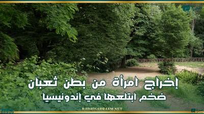 إخراج امرأة من بطن ثعبان ضخم ابتلعها في إندونيسيا