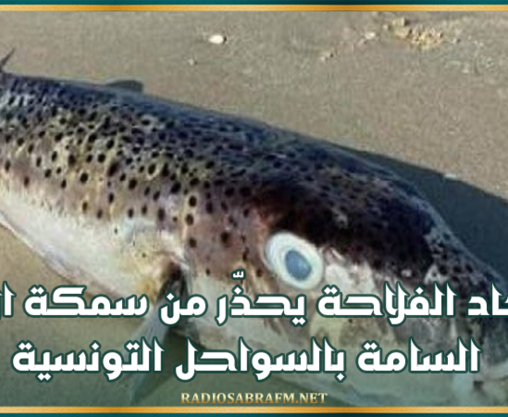 إتحاد الفلاحة يحذّر من سمكة الأرنب السامة بالسواحل التونسية