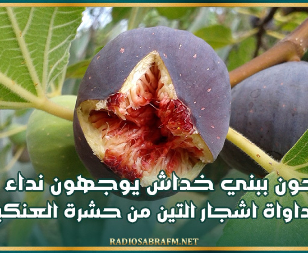 مدنين: الفلاحون ببني خداش يوجهون نداء عاجلا لتدخل وزارة الفلاحة ومداواة اشجار التين من حشرة العنكبوت