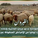 القيروان: مندوبية الفلاحة تدعو مربي الماشية لإتخاذ جملة من الإجراءات توقيا من الأمراض المنقولة عبر الحشرات