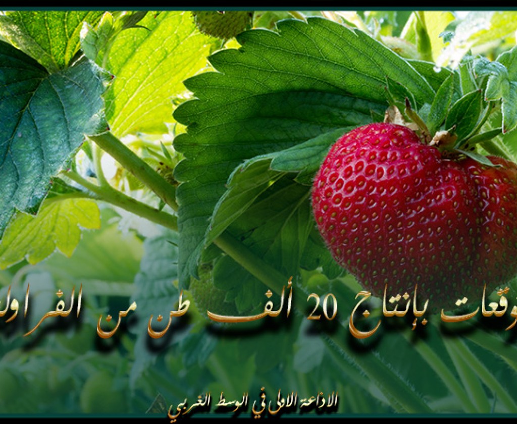 نابل: توقعات بإنتاج 20 ألف طن من الفراولة رغم تراجع المساحات المزروعة وتشكيات من ارتفاع تكلفة الإنتاج