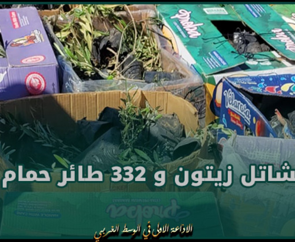 الحرس الديواني يحجز مشاتل زيتون و 332 طائر حمام زاجل خلال عمليتي تهريب