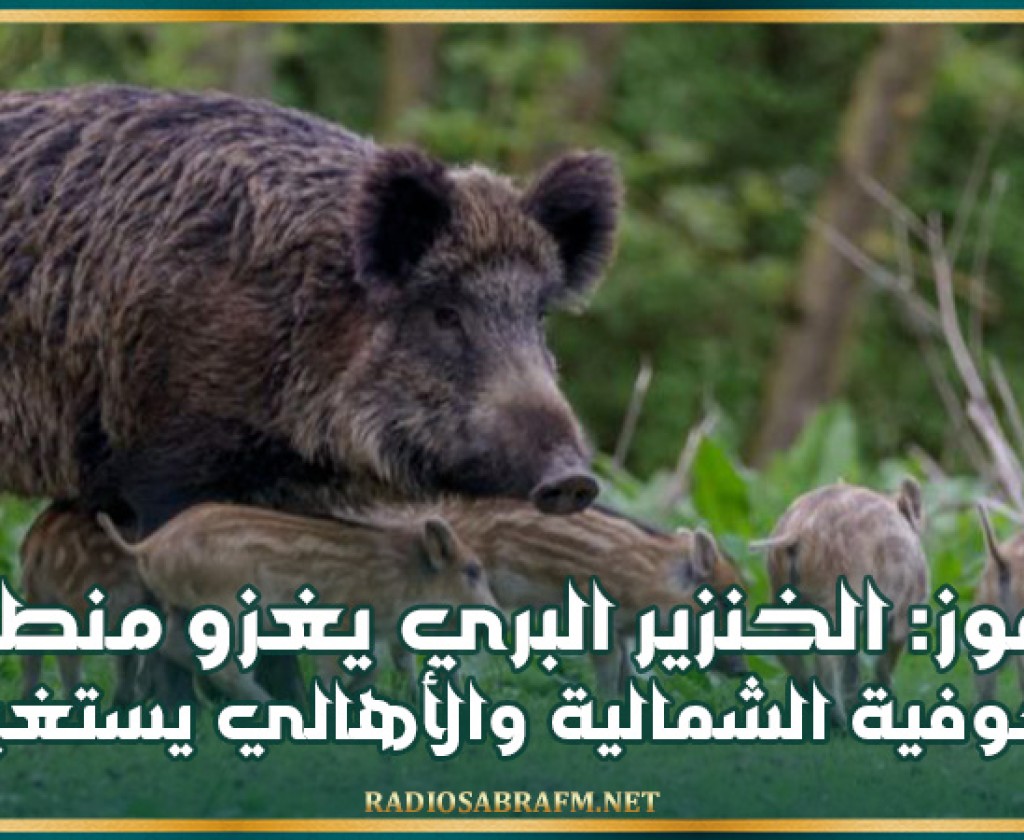 حفوز: الخنزير البري يغزو منطقة الحوفية الشمالية والأهالي يستغيثون