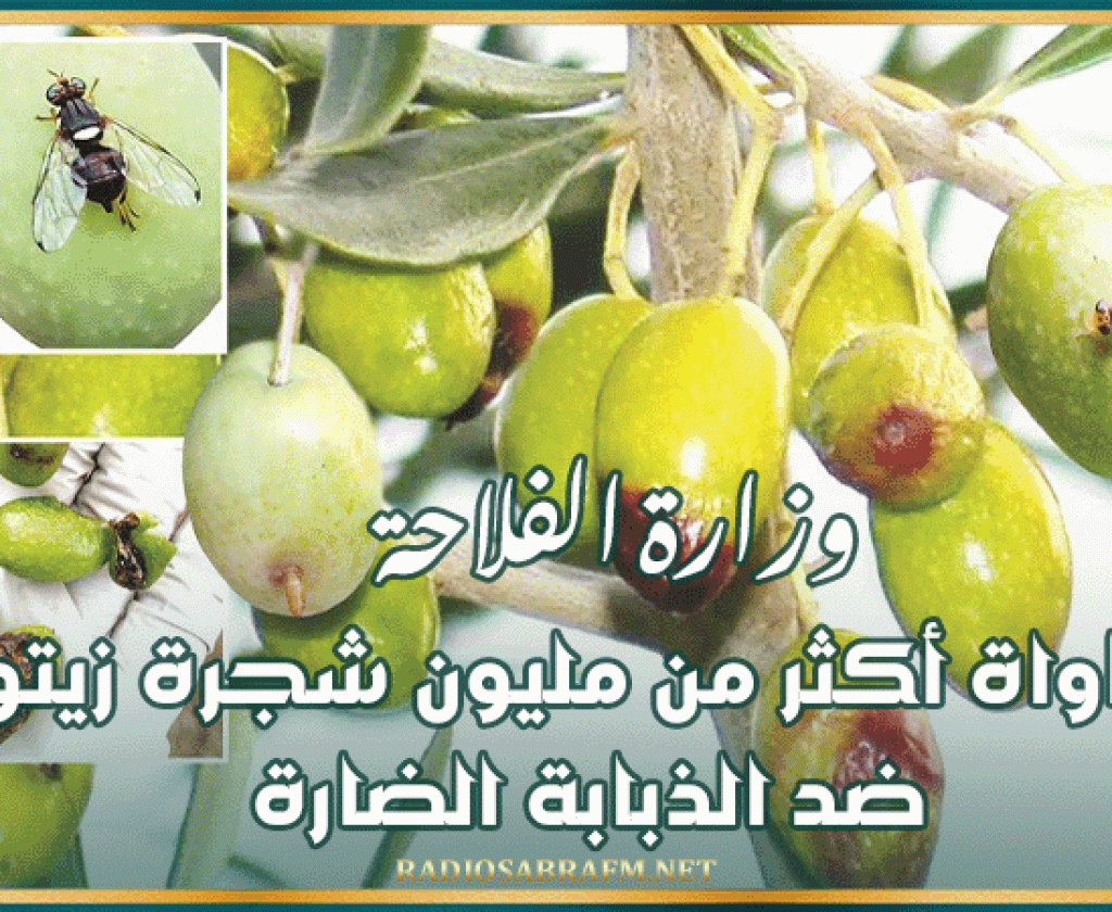 وزارة الفلاحة: مداواة أكثر من مليون شجرة زيتون ضد الذبابة الضارة