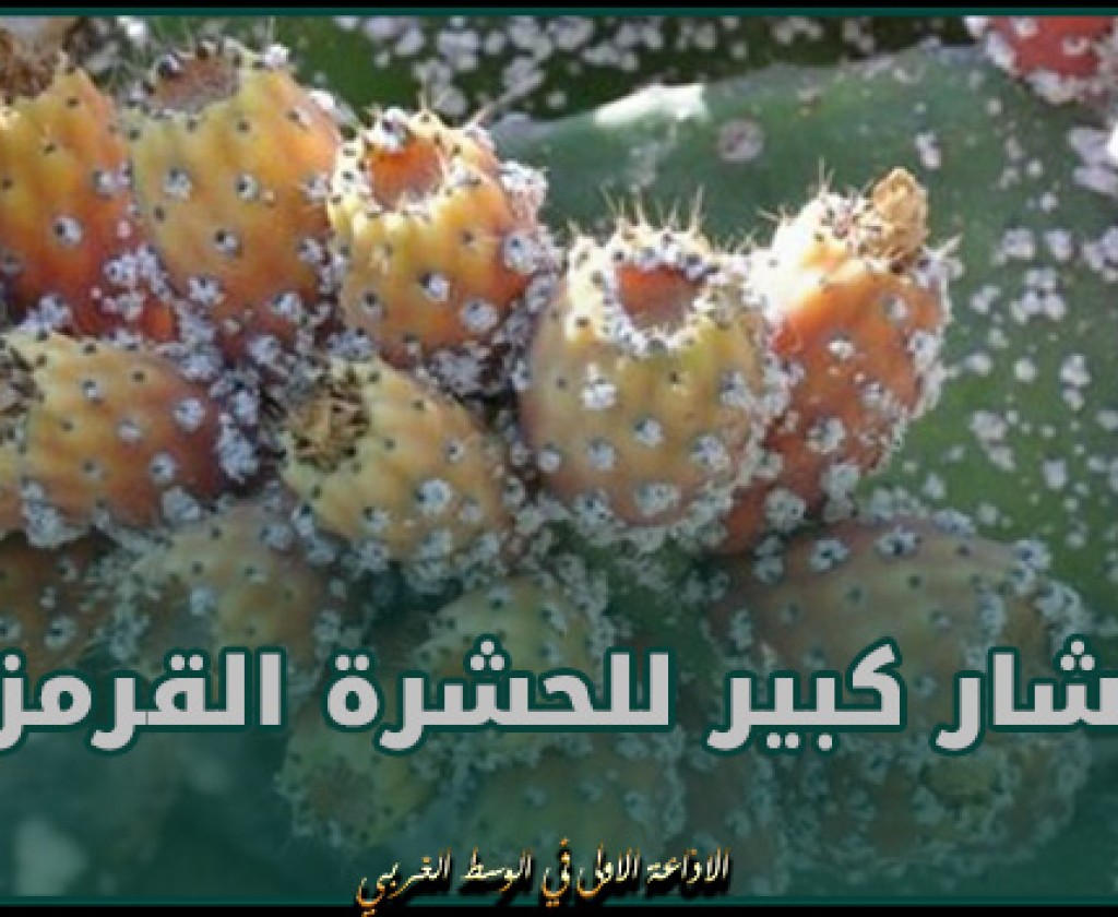 القيروان.. إنتشار كبير للحشرة القرمزية ودعوات لتدخل السلطات المركزية