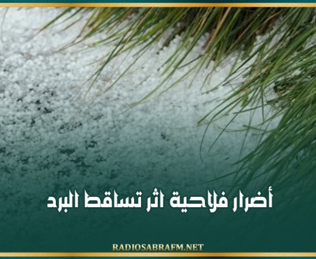 سيدي بوزيد: أضرار فلاحية اثر تساقط البرد