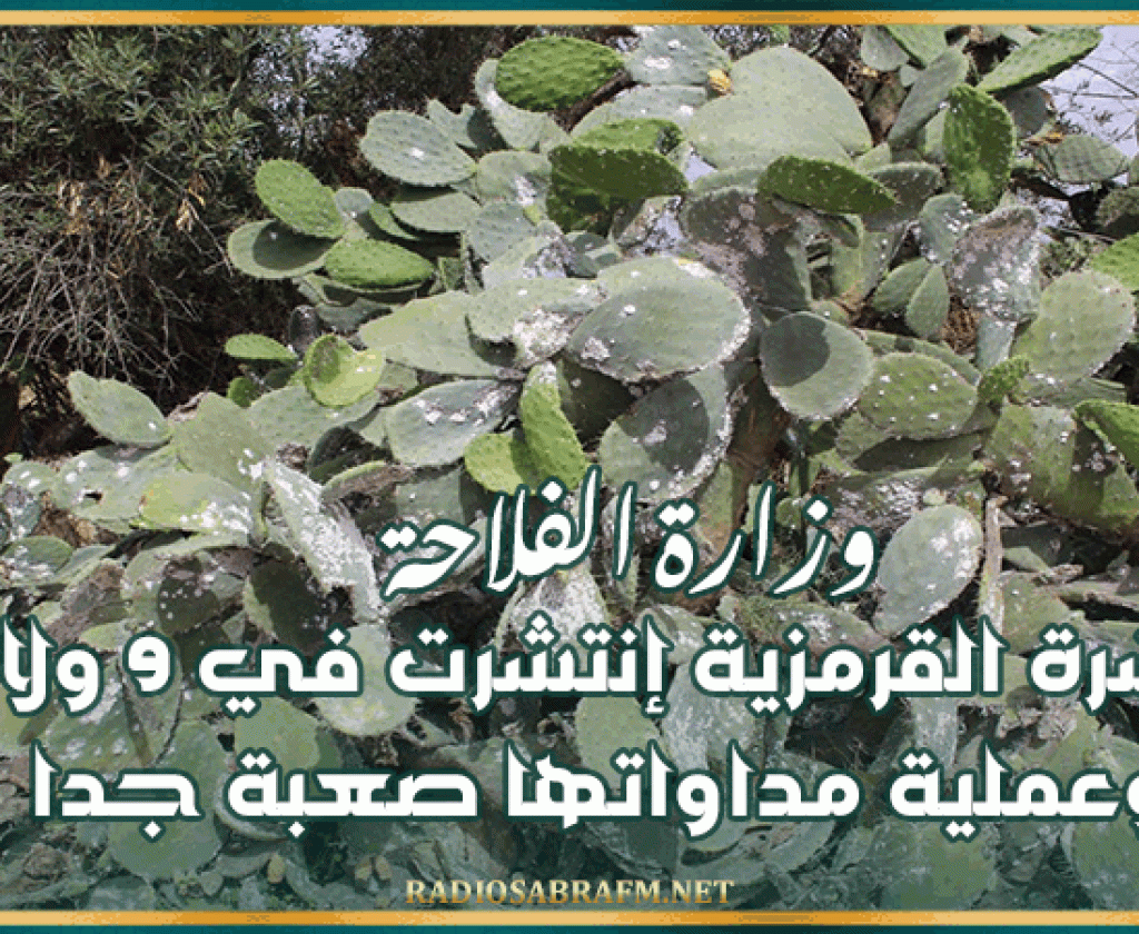 وزارة الفلاحة: الحشرة القرمزية إنتشرت في 9 ولايات وعملية مداواتها صعبة جدا