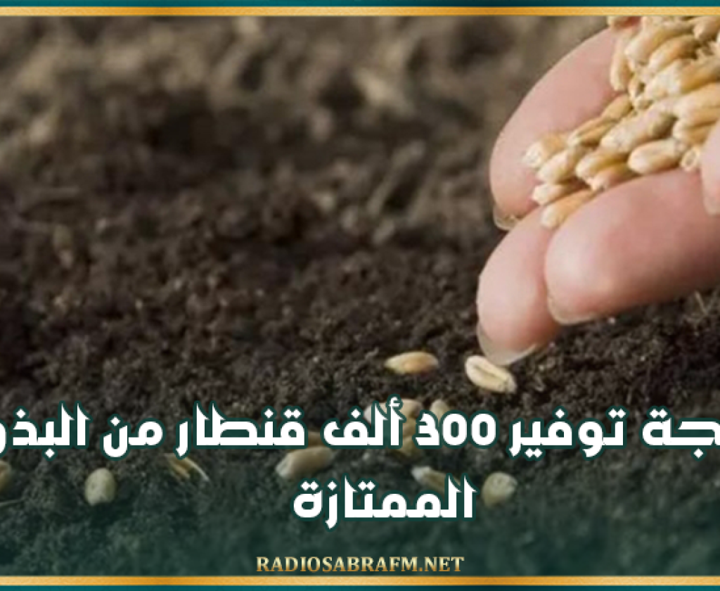 وزارة الفلاحة: برمجة توفير 300 ألف قنطار من البذور الممتازة