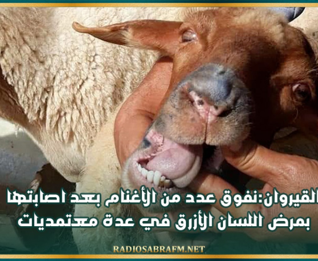 القيروان:نفوق عدد من الأغنام بعد اصابتها بمرض اللسان الأزرق في عدة معتمديات