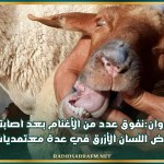 القيروان:نفوق عدد من الأغنام بعد اصابتها بمرض اللسان الأزرق في عدة معتمديات