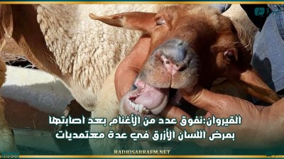 القيروان:نفوق عدد من الأغنام بعد اصابتها بمرض اللسان الأزرق في عدة معتمديات