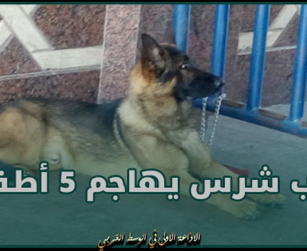 القيروان.. كلب شرس يهاجم 5 أطفال و يحيلهم على المستشفى