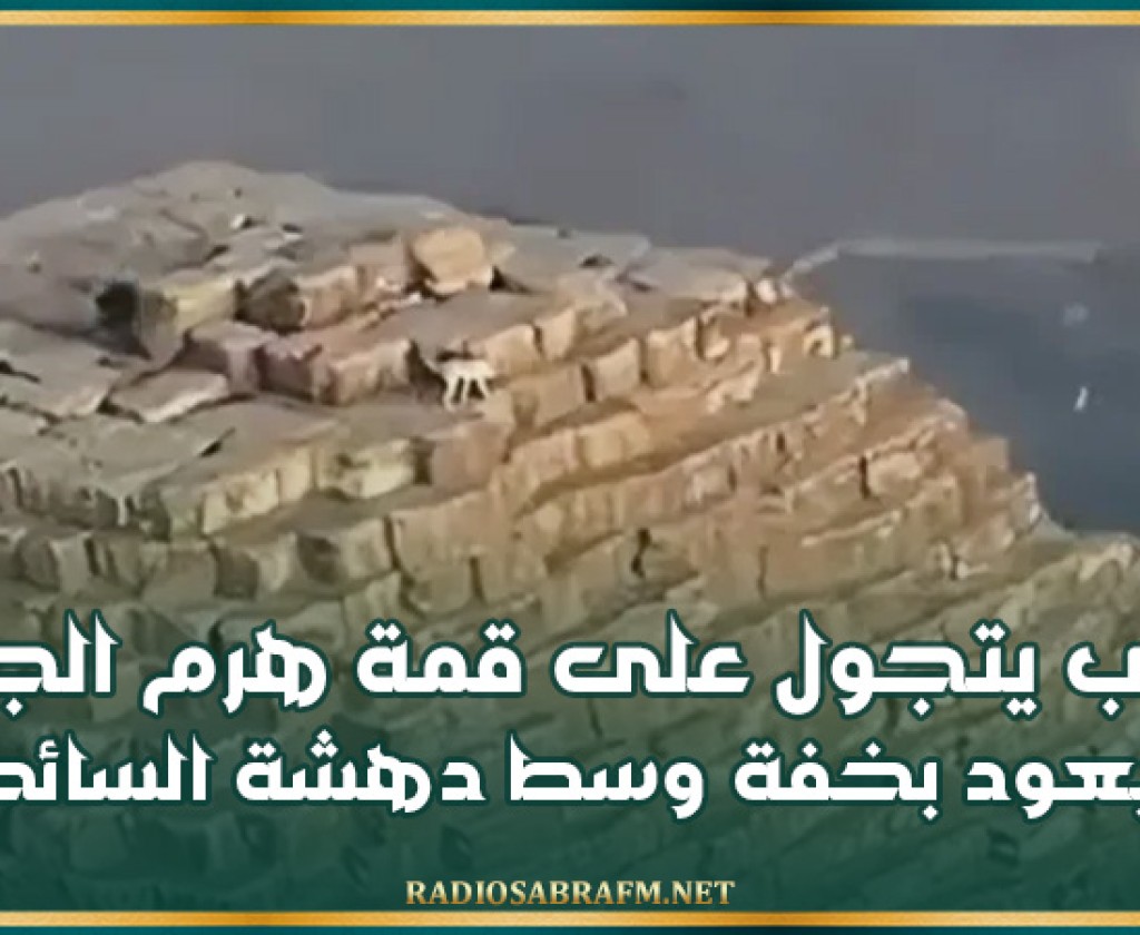 مصر .. كلب يتجول على قمة هرم الجيزة الأكبر وينبح على الطيور ( فيديو )