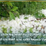 القصرين: الأمطار الأخيرة المصحوبة بحجر البرد خلّفت أضرارًا جسيمة طالت عديد القطاعات الفلاحية