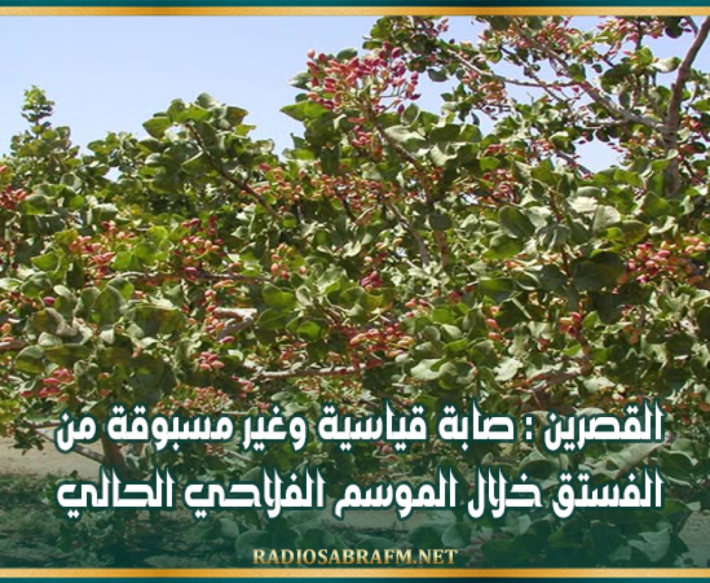 القصرين : صابة قياسية وغير مسبوقة من الفستق خلال الموسم الفلاحي الحالي