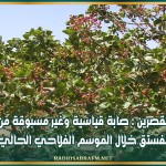 القصرين : صابة قياسية وغير مسبوقة من الفستق خلال الموسم الفلاحي الحالي