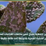 القصرين: جمعية تقترح تثمين مُخلفات الغراسات المُتضرّرة من الحشرة القرمزية بتحويلها إلى طاقة نظيفة