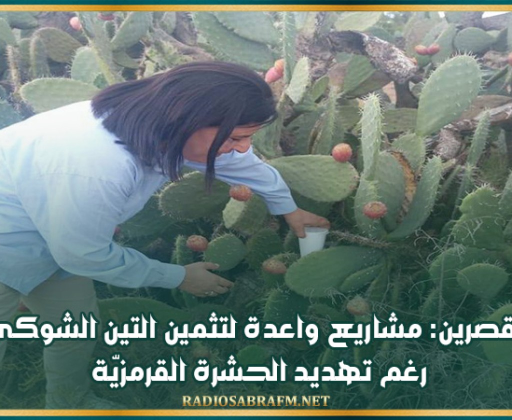 القصرين: مشاريع واعدة لتثمين التين الشوكي رغم تهديد الحشرة القرمزيّة