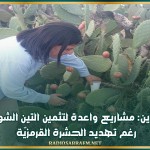 القصرين: مشاريع واعدة لتثمين التين الشوكي رغم تهديد الحشرة القرمزيّة