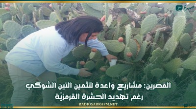 القصرين: مشاريع واعدة لتثمين التين الشوكي رغم تهديد الحشرة القرمزيّة
