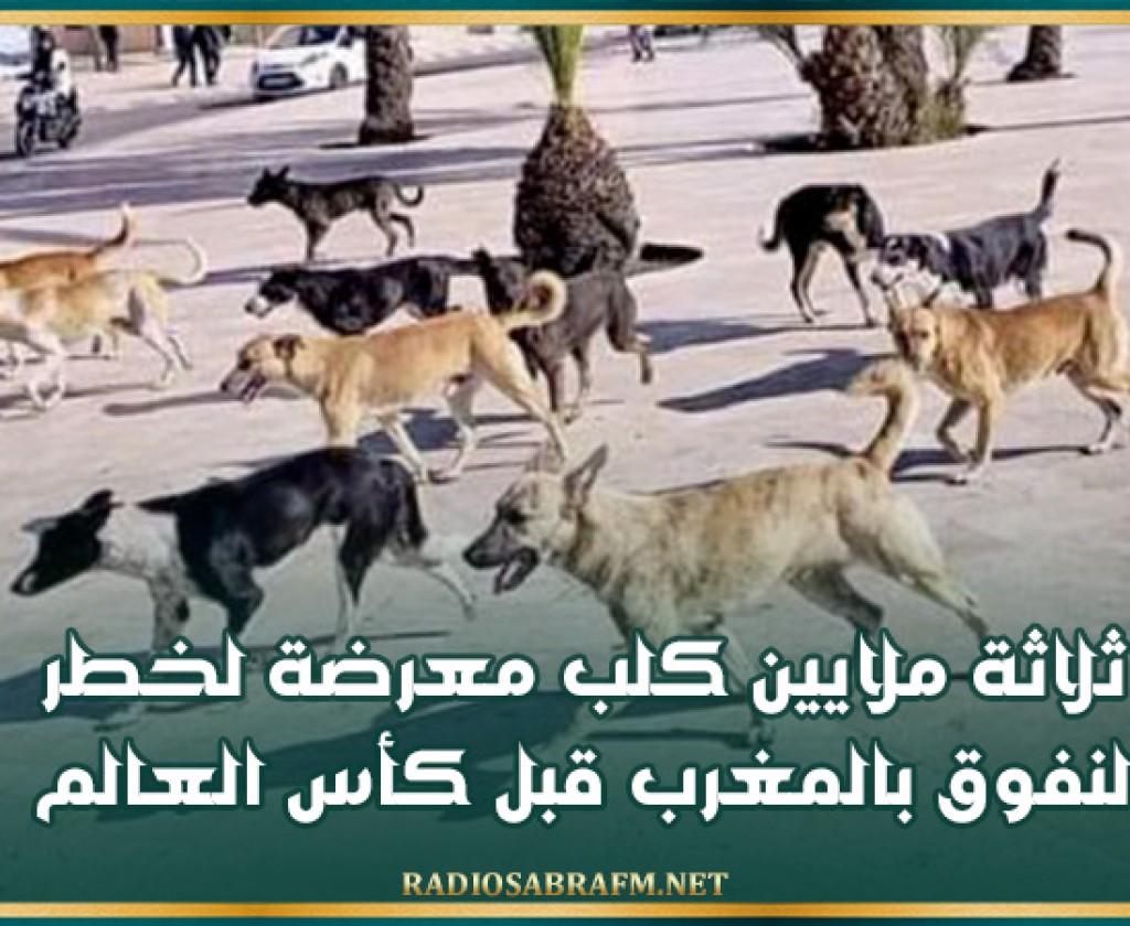 ثلاثة ملايين كلب معرضة لخطر النفوق بالمغرب قبل كأس العالم