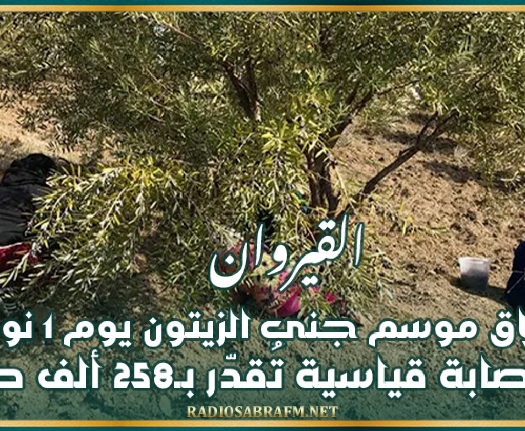 القيروان: انطلاق موسم جني الزيتون يوم 1 نوفمبر وصابة قياسية تُقدّر بـ258 ألف طن