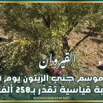 القيروان: انطلاق موسم جني الزيتون يوم 1 نوفمبر وصابة قياسية تُقدّر بـ258 ألف طن