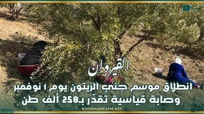 القيروان: انطلاق موسم جني الزيتون يوم 1 نوفمبر وصابة قياسية تُقدّر بـ258 ألف طن